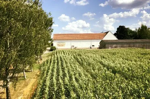 Labyrinthe de Maïs